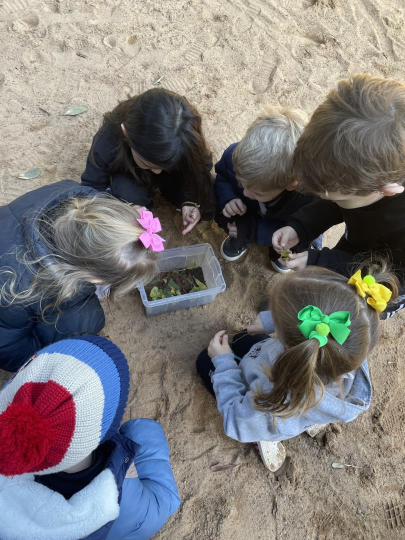 Do Formigueiro à Natureza: uma experiência de investigação do Kindergarten 3A da Unidade Oswaldo Cru