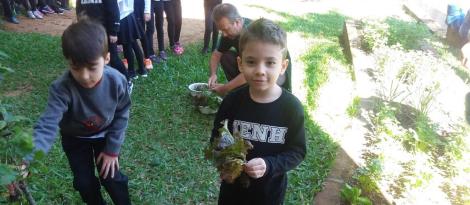 Alfaces e rúculas são colhidas na Horta Escolar e motivam a alimentação saudável do Pindorama Alfaces e rúculas são colhidas na Horta Escolar e motivam a alimentação saudável do Pindorama
