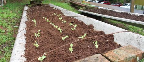 Alunos da Unidade Fundação Evangélica realizam plantio de alfaces inspirados em hortas urbanas