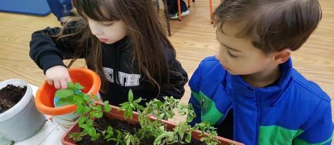 Experiências colaborativas nos Níveis 4 da Educação Infantil